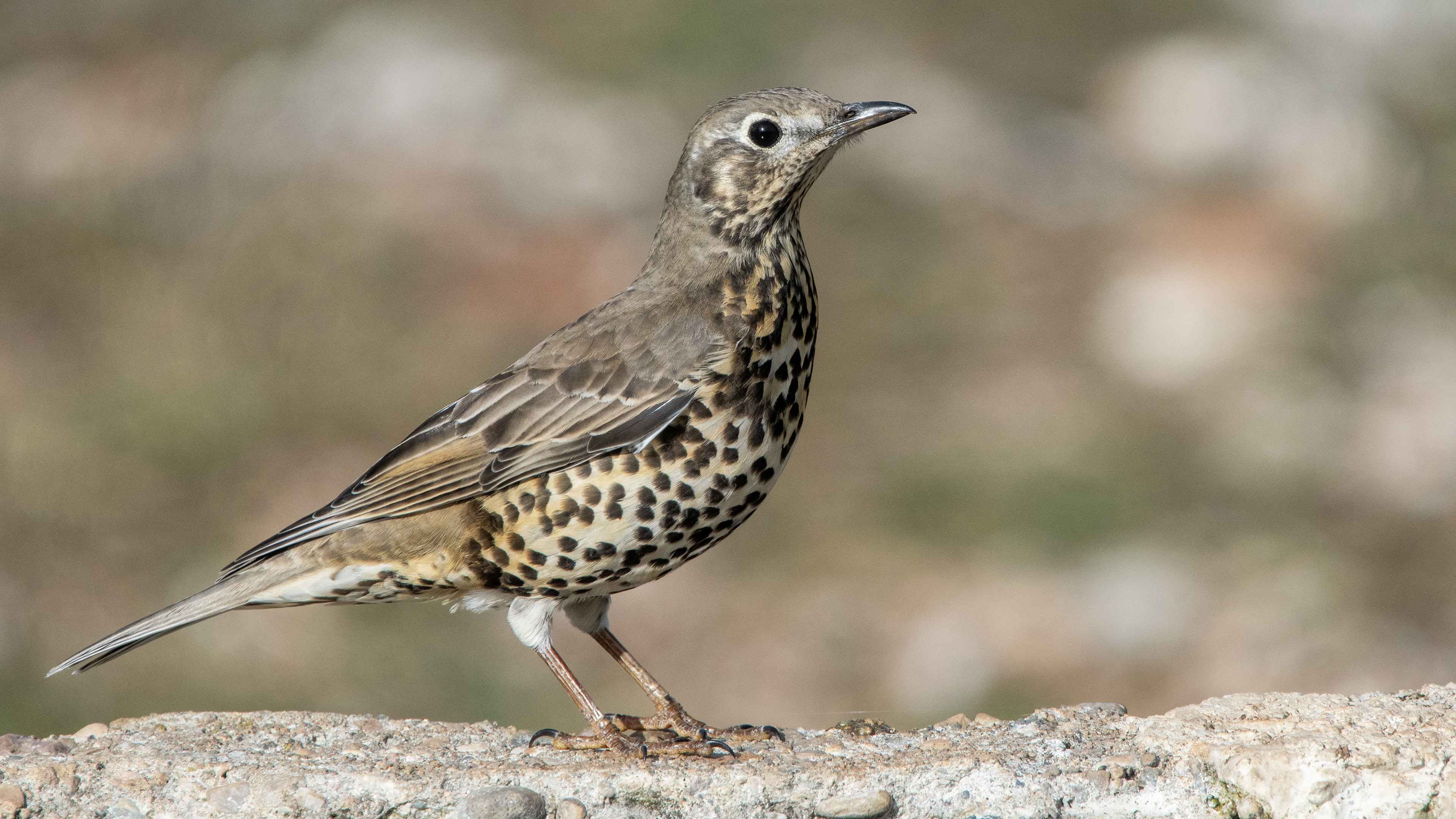 Mistle Thrush